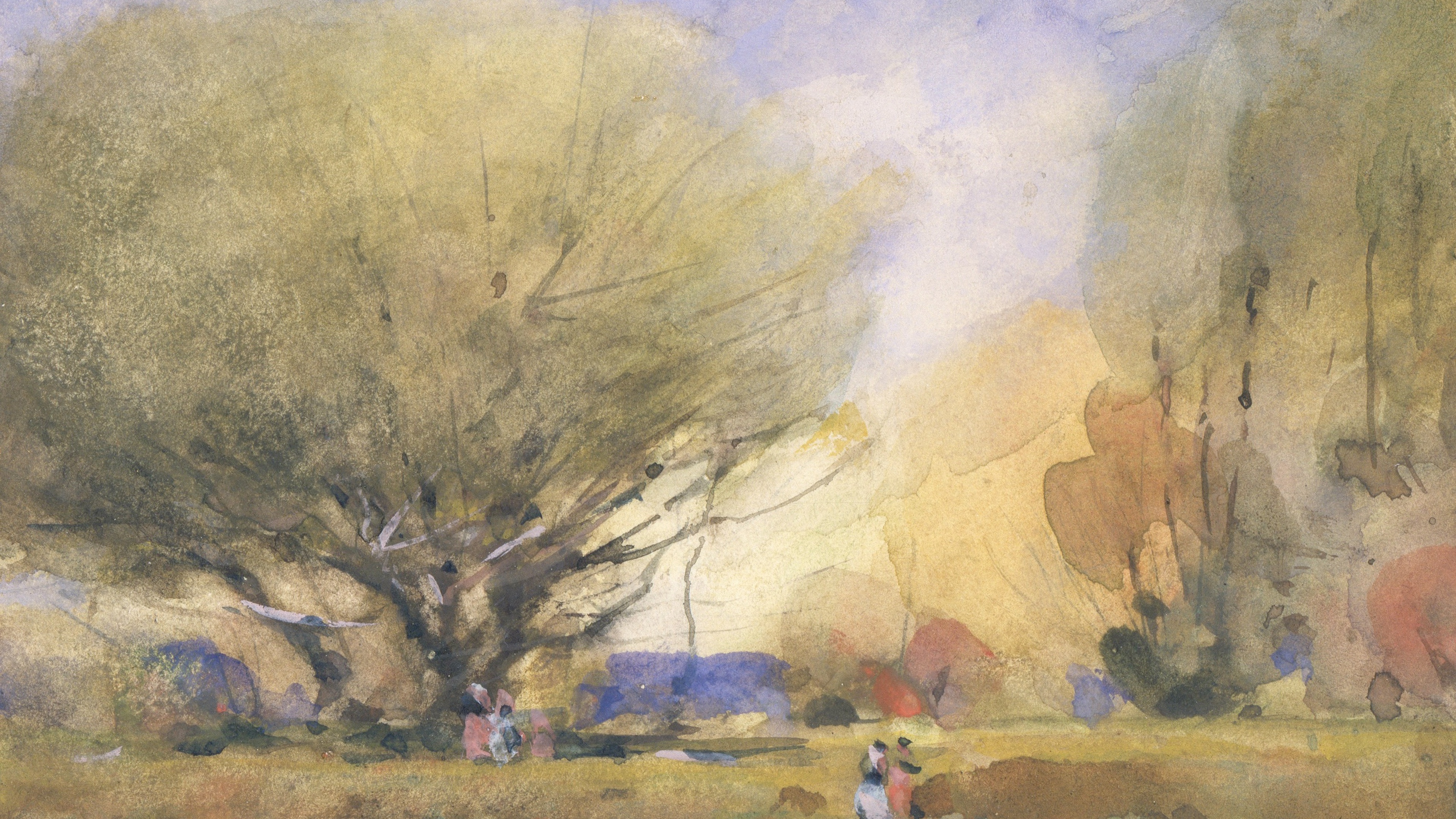 Sunlit Willow Grove