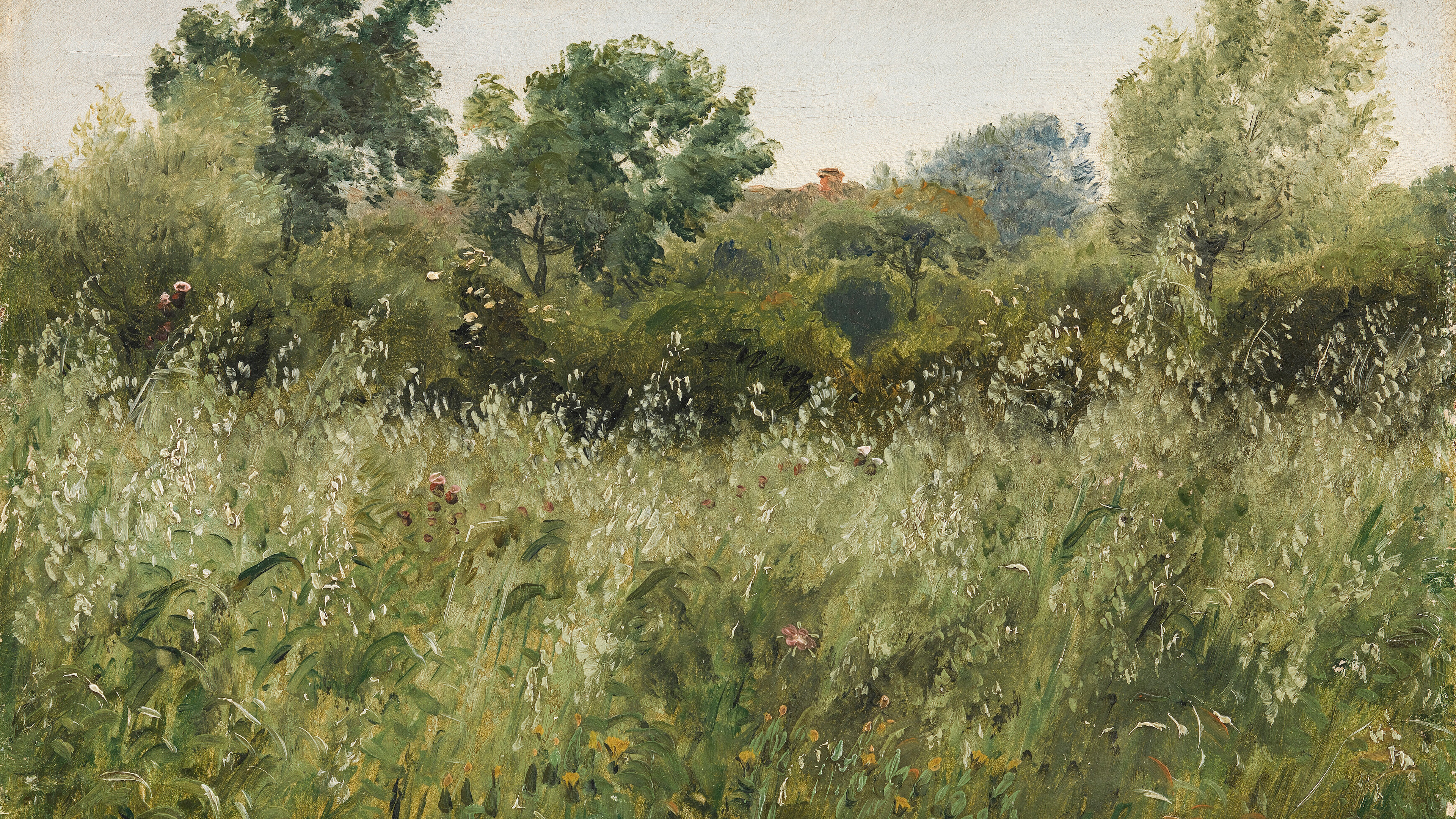 Overgrown Summer Meadow