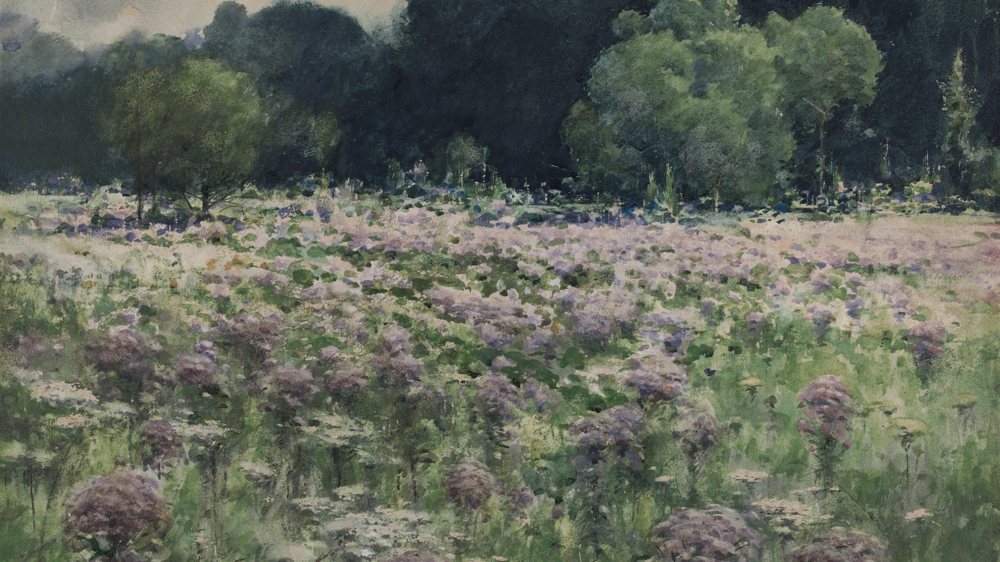 Whispering Heather Field